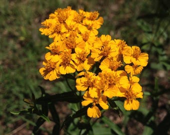 Caléndula mexicana - menta - Estragón mexicano - Pericón - Yerbaniz - Tagetes lucida - 10 semillas - F 279