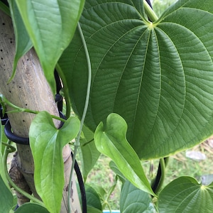 Op de afbeelding: Een close-up van een groene wijnstok met grote, hartvormige bladeren die omhoog groeien langs een bamboestok. De bladeren hebben een prominent adernetwerk en zijn met zwarte touw aan de stok bevestigd.