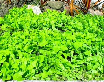 Leaf Chicory Biondissima di Trieste - 50+ seeds - L 150