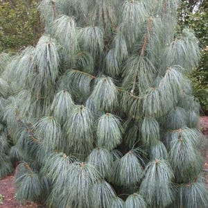 Sosna srebrzysta - sosna himalajska - Pinus wallichiana - 5 nasion - W 261