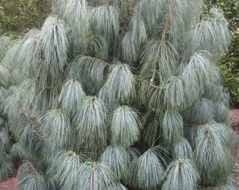 Könnte beinhalten: Ein reifer, hängender Kiefernbaum mit langen, nadelartigen, blau-grünen Blättern. Der Baum hat ein dichtes, geschichtetes Aussehen, wobei die Äste nach unten kaskadieren. Der Hintergrund zeigt andere Bäume und eine rotbraune Bodenbedeckung.