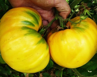 Limonnij Gigant Tomato - Zitronen Riese - 5+ Seeds - Graines - Samen - P 126