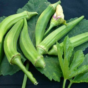 Okra Clemson Spineless - 10+ Samen - He 024