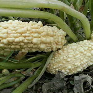 Zucchini Rogosa Friulana - Zucchini - Squash - 5+ frön C 056