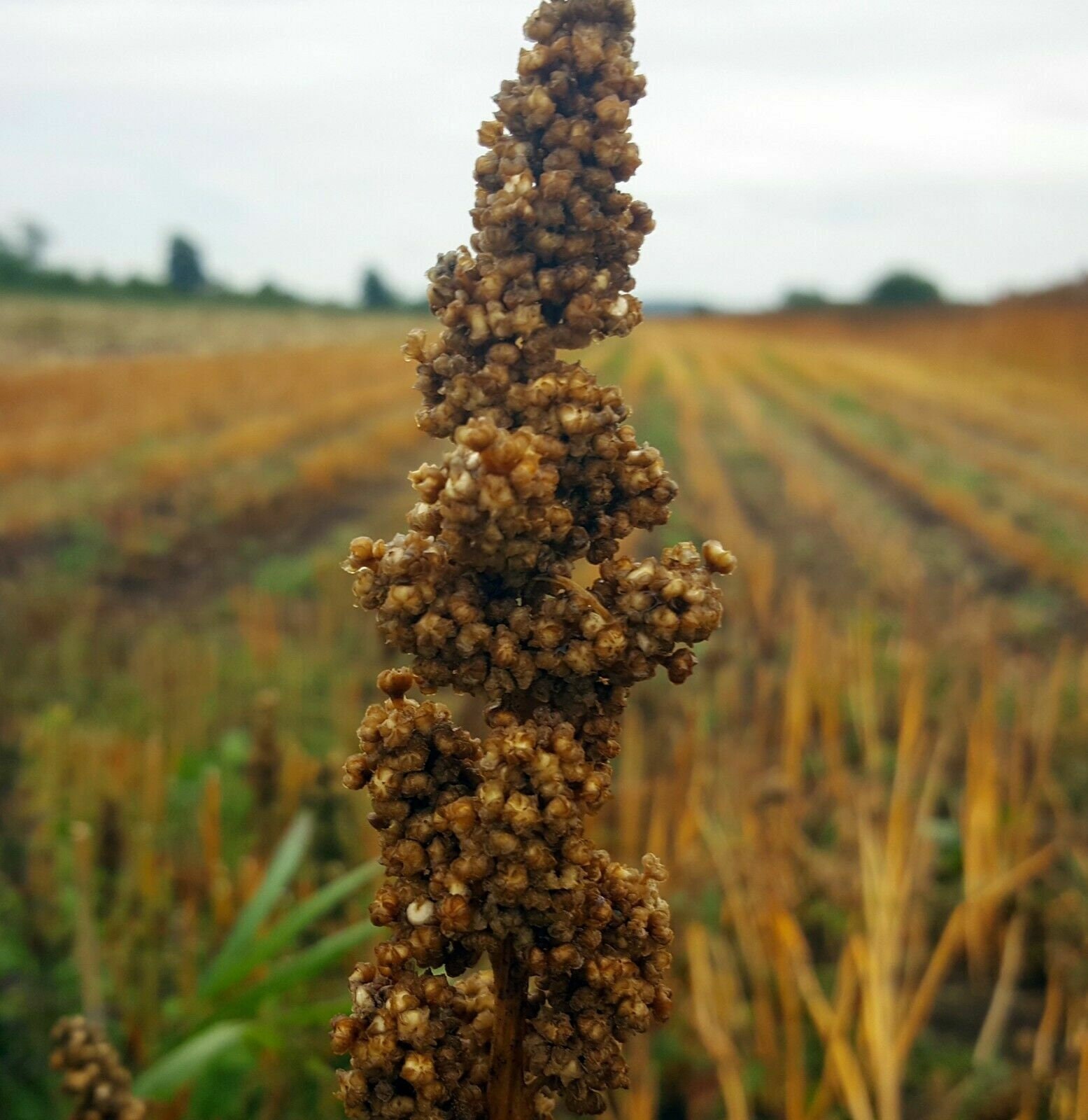 Quinoa Vikinga 50+ Samen - Ertragreiche Raritt Saatgut Am 080