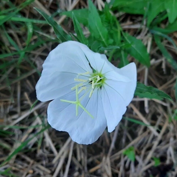 Onagra Blanca Nieves - Oenothera speciosa Alba - 20+ semillas Ed 048