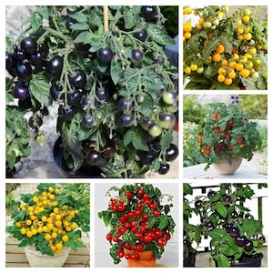 Puede incluir: Un collage de seis imágenes que muestran diferentes variedades de plantas de tomate. La primera imagen muestra una planta de tomate negra con tomates de color morado oscuro. La segunda imagen muestra una planta de tomate amarilla con tomates de color amarillo brillante. La tercera imagen muestra una planta de tomate roja con tomates de color rojo brillante. La cuarta imagen muestra una planta de tomate negra con tomates de color morado oscuro. La quinta imagen muestra una planta de tomate amarilla con tomates de color amarillo brillante. La sexta imagen muestra una planta de tomate roja con tomates de color rojo brillante.