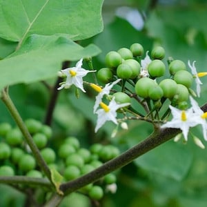 Pea Eggplant - Susumber - Turkey berry - Solanum torvum - 20+ seeds - So 094