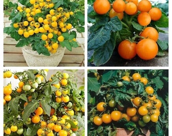 Paquete de tomate enano amarillo - Tomate de balcón - 4 variedad - 20+ semillas - V 128