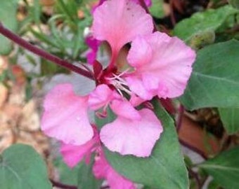 Elegant Clarkia - Clarkia unguiculata - 25+ seeds - Z 057