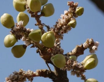 15. Indian Frankincense - Sawan Books