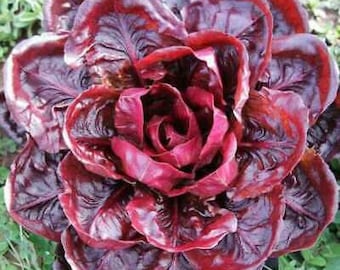 Chicory Grumolo Rosso - 100+ seeds - L 158