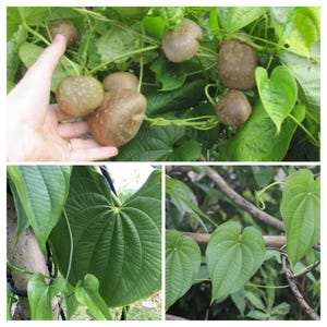 Könnte beinhalten: Eine Collage von Bildern, die eine Pflanze mit großen, herzförmigen grünen Blättern und braunen, knollenförmigen Knollen zeigt. Ein Bild zeigt eine Hand, die mehrere Knollen hält. Die anderen Bilder konzentrieren sich auf das Laub der Pflanze.