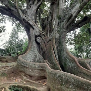 Può includere: Un grande albero nodoso con radici e rami spessi e contorti. L'albero è circondato da vegetazione verde e terra marrone.