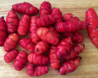 Oca, Oxalis tuberosa 'New Zealand Red' 1 tuber T 034