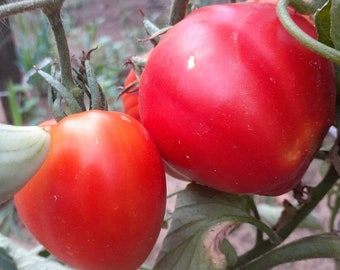 Szentbékkállai Landrace Tomato - Hungarian Oxheart - 5+ seeds - P 488