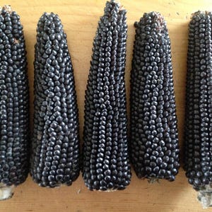 Dakota Raven popcorn - 10 frön - Majs - Popcorn - Zm 080