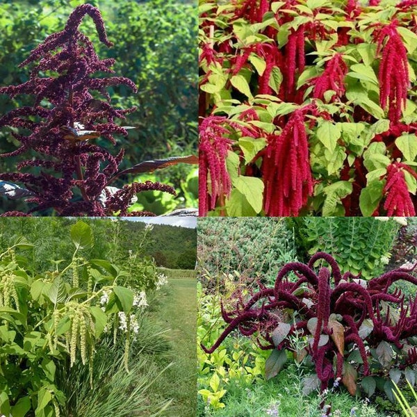 Amaranth Packet 4 Varieties - Amarant - 400+ seeds - V 112