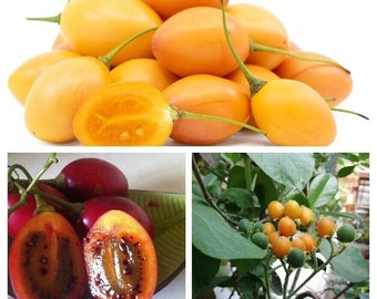 TAMARILLO PAKET - SORTIMENT - 3 Sorten - 30+ Samen - V 114