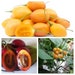 see more listings in the Other Solanaceae section