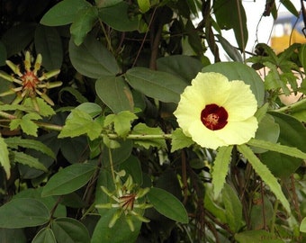 Acedera Bush - Hibiscus surattensis Tropischer Saurer Hibiscus - 5+ semillas -Ed 073