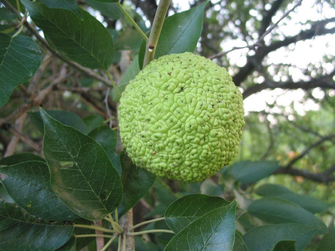 10 Seeds Hedge Apple Osage Orange Horse Apple Monkey Ball Maclura Pomifera Tree Seeds