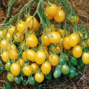 Tomate Dattelwine - Tomate Multiflora - 5+ Graines - Samen - P 518