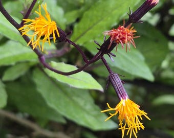 Okinawan Spinat - Hongfeng cai - Gynura bicolor - 5 Samen - L 251