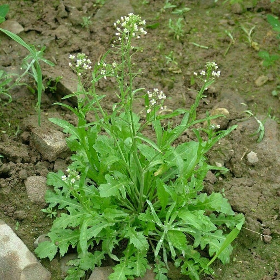 Alaska's Wilderness Medicines - Shephard's Purse