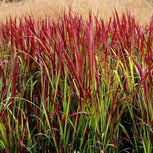 Red Cogongrass, Red kunai grass, Sword grass, Imperata cylindrica - 10 seeds - E 347
