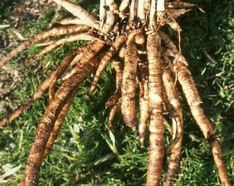 Sugar Root - Skirret - Crummock - Sium sisarum - 25+ seeds - R 152