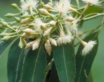 Eucalyptus pellita - wielkoowocowy czerwony mahoń - 100+ nasion - W 159
