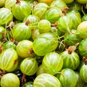 Könnte beinhalten: Nahaufnahme eines Haufens grüner Stachelbeeren. Die Stachelbeeren sind rund, mit einer durchscheinenden, leicht gerippten Textur. Einige haben einen gelblichen Farbton, und alle haben kleine, braune Stiele. Das Bild ist gut beleuchtet und unterstreicht die Frische der Frucht.