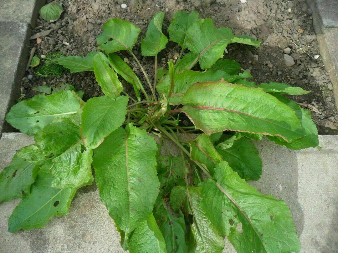 Bitter Dock Broadleaved Dock Rumex Obtusifolius 20 Seeds L 121 Etsy