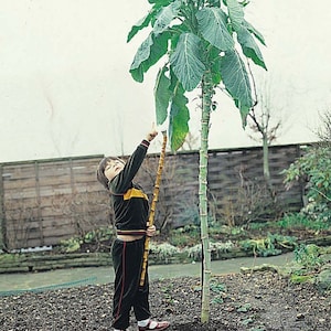 Walking Stick Cabbage - Jersey Kale - 20+ seeds - B 022