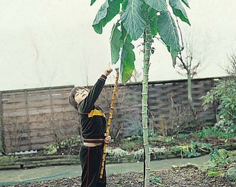 Walking Stick Cabbage - Jersey Kale - 20+ seeds - B 022