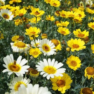 Könnte beinhalten: Nahaufnahme eines Feldes mit gelben und weißen Gänseblümchen in voller Blüte. Die Gänseblümchen haben leuchtend gelbe Zentren und weiße Blütenblätter. Das grüne Laub bildet einen üppigen Hintergrund.