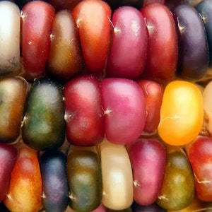 Könnte beinhalten: Nahaufnahme eines bunten Maiskolbens mit Körnern in den Farben Rot, Lila, Gelb, Weiß und Braun.