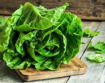 Dunkelgrüner Wintersalat - Römischer Salat - 25+ Samen - L 195