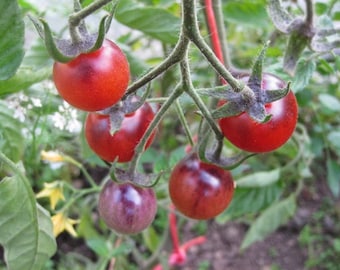 Blue Angel Tomato - 5+ Seeds - EARLY BLUE CHERRY! - P 025