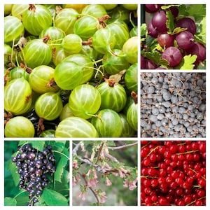 Könnte beinhalten: Eine Collage verschiedener Beeren und Früchte. Oben links sind grüne Stachelbeeren zu sehen. Weitere Bilder zeigen dunkelviolette Beeren, schwarze Johannisbeeren, rote Johannisbeeren und einen Zweig mit kleinen rosa Blüten.