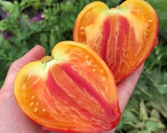 Orange Russian 117 Tomato - Oxheart - 5+ seeds - P 505