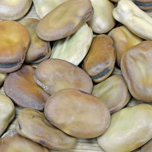 Lunga delle Cascine Saubohne - Vicia faba - 5+ Samen - Samen - H 140