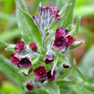 Pode incluir: Um close-up de um grupo de flores roxas vibrantes com folhas verdes felpudas. As flores estão em flor e têm uma textura delicada, quase aveludada.