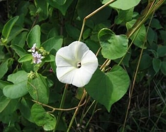 Small White Morning Glory - Ipomoea obscura - 5+ seeds - K 024