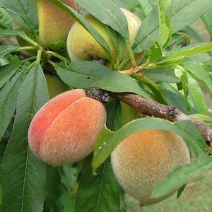 Hungarian Wild Peach - Prunus persica - 3+ seeds (G 087)