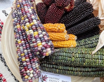 Maismischung - Zea Mays - 25+ Samen - Mais - Popcorn - V 185