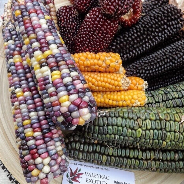 Corn Mix - Zea mays - 25+ seeds - Sweetcorn - Popcorn - V 185