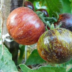 Op de afbeelding: Close-up van vier erfstuktomaten, twee zijn groen en zwart gestreept, één is rood en zwart gestreept en één is rood met een groene steel.