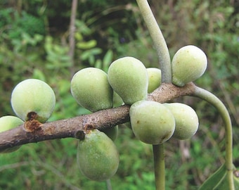 Indian Bat Fig - Pipali - Ficus amplissima - 200+ seeds - Gx 072